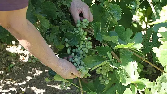 Doğal antioksidan 'Koruk Suyu'