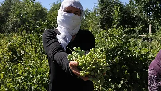 Doğal antioksidan 'Koruk Suyu'