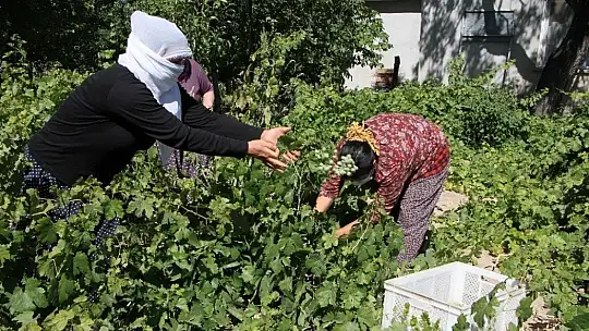 Doğal antioksidan 'Koruk Suyu'