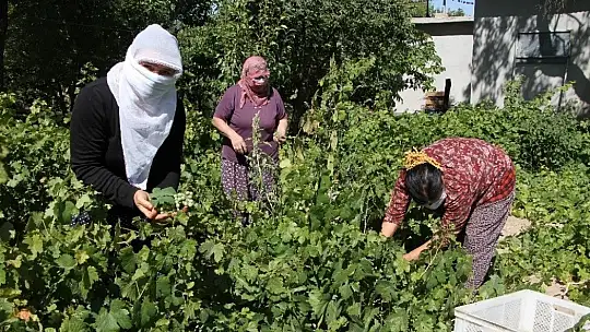 Doğal antioksidan 'Koruk Suyu'