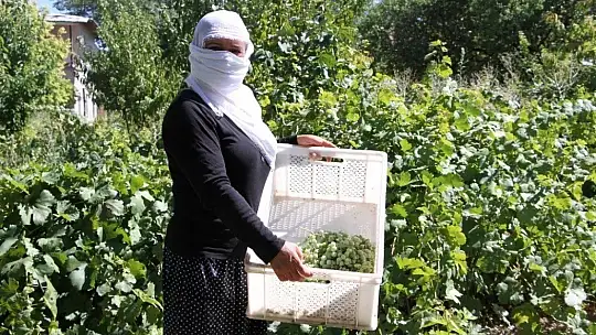 Doğal antioksidan 'Koruk Suyu'
