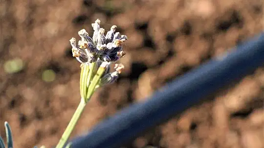 Doğu Anadolu Bölgesi'nin en büyük lavanta bahçesi Elazığ'da kuruldu