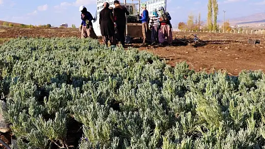 Doğu Anadolu Bölgesi'nin en büyük lavanta bahçesi Elazığ'da kuruldu