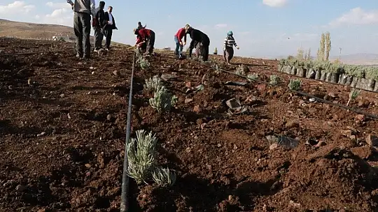 Doğu Anadolu Bölgesi'nin en büyük lavanta bahçesi Elazığ'da kuruldu
