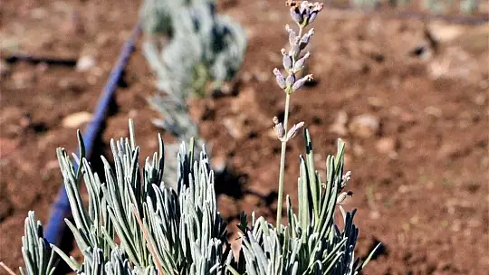 Doğu Anadolu Bölgesi'nin en büyük lavanta bahçesi Elazığ'da kuruldu