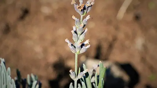 Doğu Anadolu Bölgesi'nin en büyük lavanta bahçesi Elazığ'da kuruldu