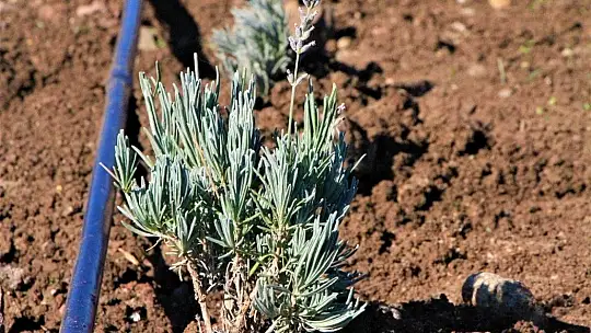 Doğu Anadolu Bölgesi'nin en büyük lavanta bahçesi Elazığ'da kuruldu