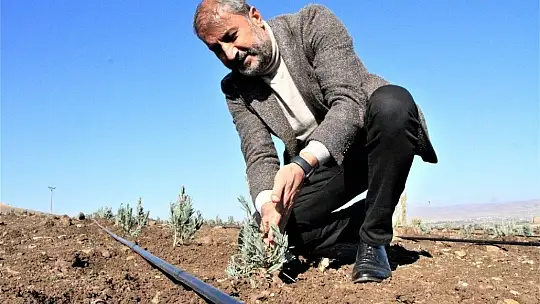 Doğu Anadolu Bölgesi'nin en büyük lavanta bahçesi Elazığ'da kuruldu