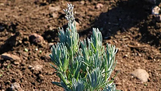 Doğu Anadolu Bölgesi'nin en büyük lavanta bahçesi Elazığ'da kuruldu