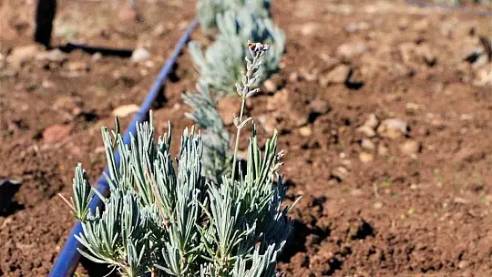 Doğu Anadolu Bölgesi'nin en büyük lavanta bahçesi Elazığ'da kuruldu