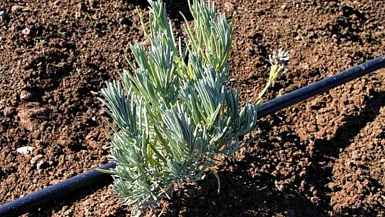 Doğu Anadolu Bölgesi'nin en büyük lavanta bahçesi Elazığ'da kuruldu