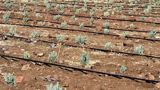 Doğu Anadolu Bölgesi'nin en büyük lavanta bahçesi Elazığ'da kuruldu