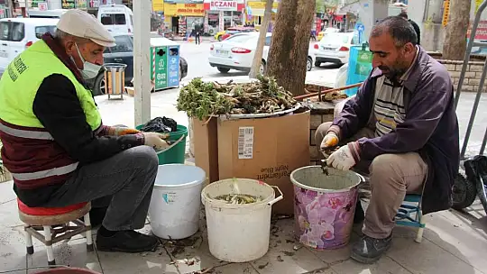 Elazığ'da 'Çiriş' ve 'Kenger' otu, tezgahlardaki yerini aldı