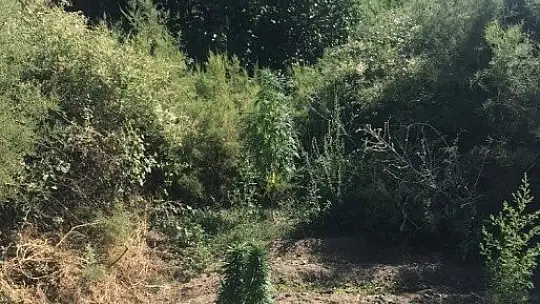 Elazığ'da 182 kök kenevir ele geçirildi