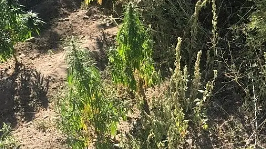 Elazığ'da 182 kök kenevir ele geçirildi