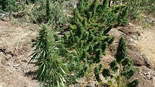 Elazığ'da 20 kilo esrar ele geçirildi: 1 gözaltı