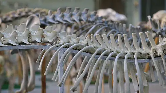 Elazığ'da 50 çeşit hayvanın anatomik yapısının bulunduğu müzede, Türkiye'de ilk olan zürafa iskeleti yer alıyor