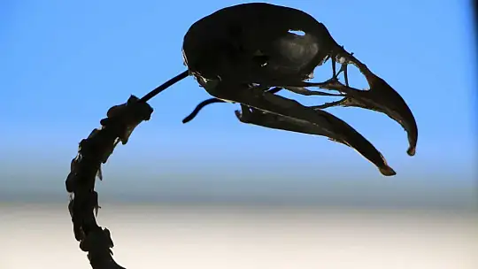 Elazığ'da 50 çeşit hayvanın anatomik yapısının bulunduğu müzede, Türkiye'de ilk olan zürafa iskeleti yer alıyor