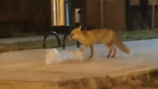 Elazığ'da aç kalan tilki şehir merkezine indi
