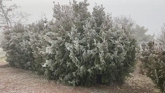 Elazığ'da ağaçlar kırağı tuttu, süs havuzları dondu