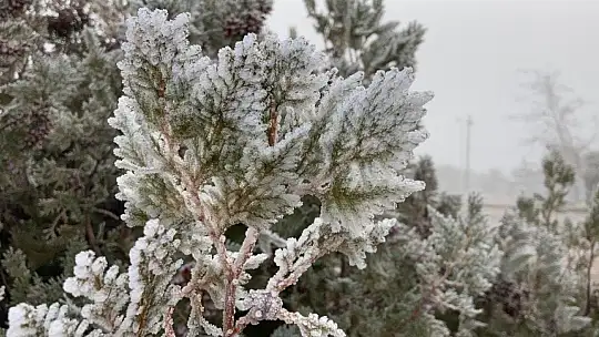 Elazığ'da ağaçlar kırağı tuttu, süs havuzları dondu