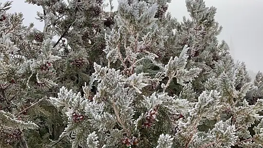 Elazığ'da ağaçlar kırağı tuttu, süs havuzları dondu
