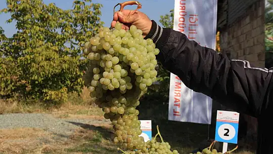 Elazığ'da bağ bozumu etkinliği