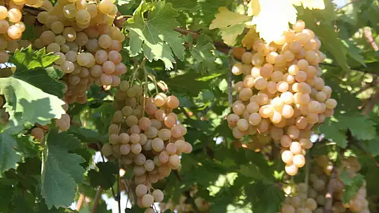 Elazığ'da bağ bozumu etkinliği