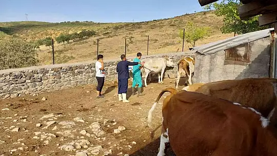 Elazığ'da büyükbaş hayvanlara aşılama çalışması