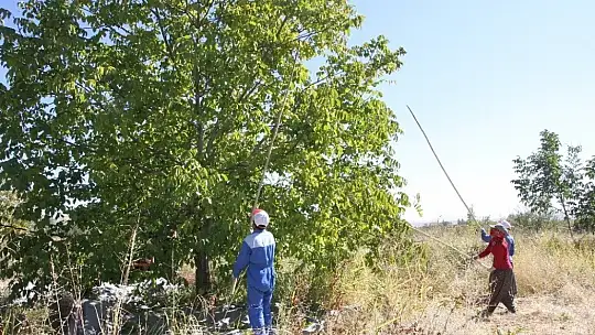 Elazığ'da ceviz üretimi yüzde 100 arttı, yıllık 4 bin tona yaklaştı