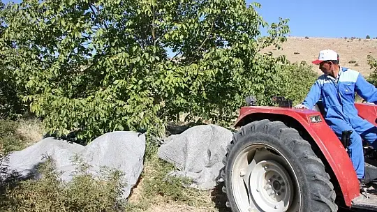 Elazığ'da ceviz üretimi yüzde 100 arttı, yıllık 4 bin tona yaklaştı