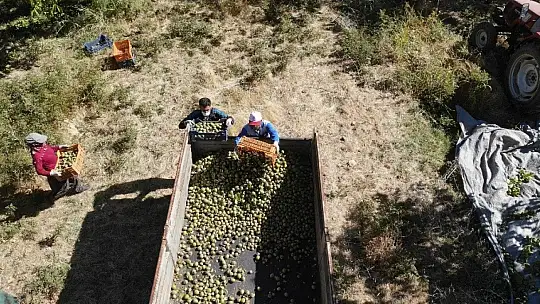 Elazığ'da ceviz üretimi yüzde 100 arttı, yıllık 4 bin tona yaklaştı