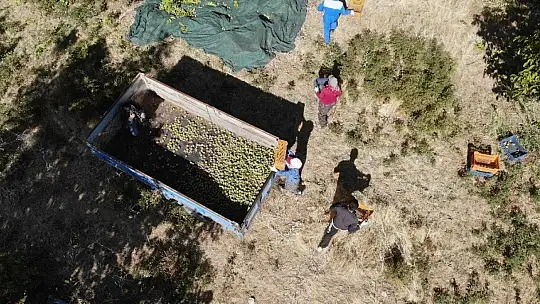 Elazığ'da ceviz üretimi yüzde 100 arttı, yıllık 4 bin tona yaklaştı
