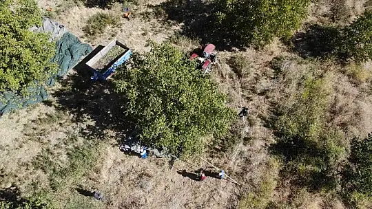 Elazığ'da ceviz üretimi yüzde 100 arttı, yıllık 4 bin tona yaklaştı