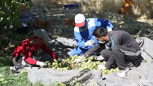 Elazığ'da ceviz üretimi yüzde 100 arttı, yıllık 4 bin tona yaklaştı