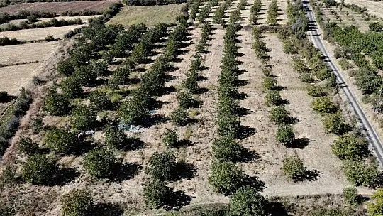 Elazığ'da ceviz üretimi yüzde 100 arttı, yıllık 4 bin tona yaklaştı