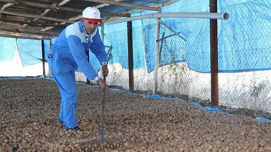 Elazığ'da ceviz üretimi yüzde 100 arttı, yıllık 4 bin tona yaklaştı
