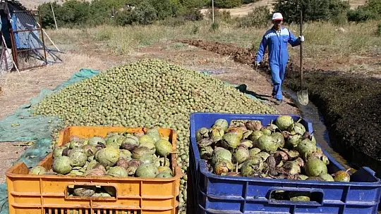 Elazığ'da ceviz üretimi yüzde 100 arttı, yıllık 4 bin tona yaklaştı