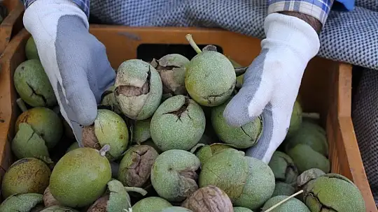 Elazığ'da ceviz üretimi yüzde 100 arttı, yıllık 4 bin tona yaklaştı