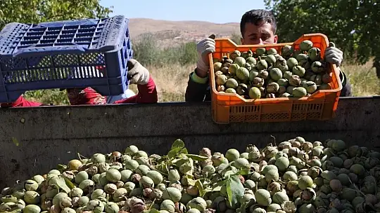 Elazığ'da ceviz üretimi yüzde 100 arttı, yıllık 4 bin tona yaklaştı