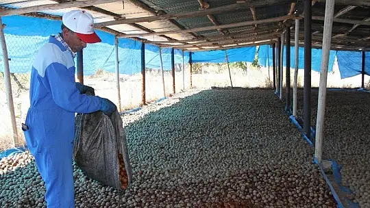 Elazığ'da ceviz üretimi yüzde 100 arttı, yıllık 4 bin tona yaklaştı