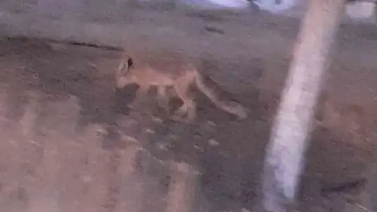 Elazığ'da evlerin etrafında yiyecek arayan tilki görüntülendi