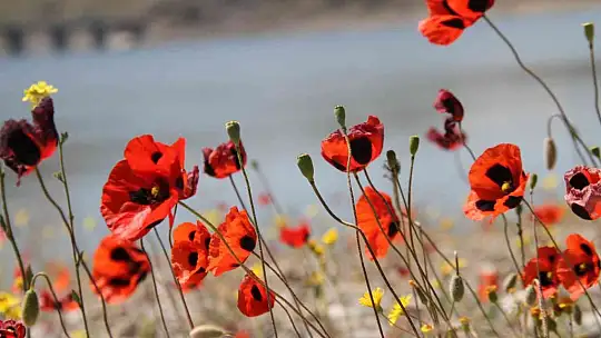 Elazığ'da gelinciklerin görsel şöleni