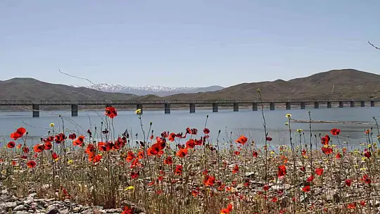 Elazığ'da gelinciklerin görsel şöleni