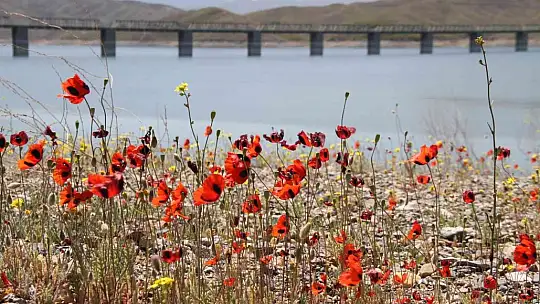 Elazığ'da gelinciklerin görsel şöleni