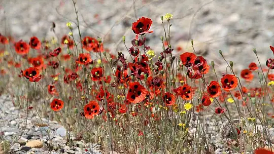 Elazığ'da gelinciklerin görsel şöleni