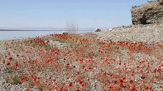 Elazığ'da gelinciklerin görsel şöleni