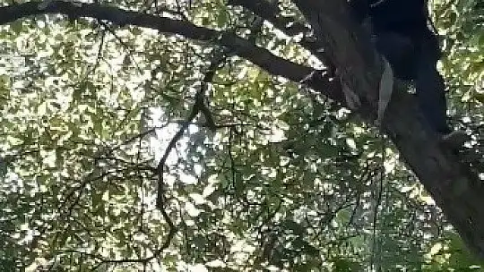 Elazığ'da gülümseten ceviz silkeleme anlatımı