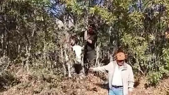 Elazığ'da kafası ağaca sıkışan inek kurtarıldı