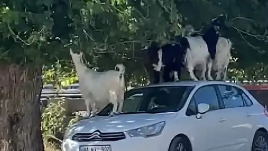 Elazığ'da keçiler otomobilin üzerine çıkarak yaprak yedi